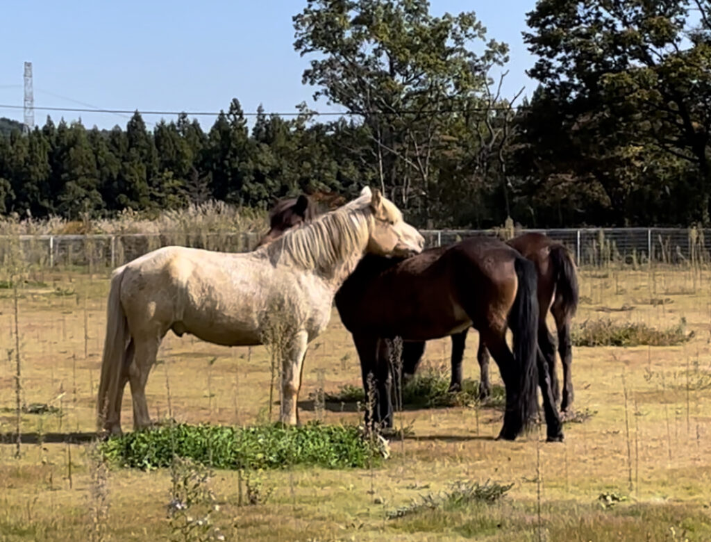 コース ｜ホワイトストーンR.C.（ZAOくるみの森ホースパーク）